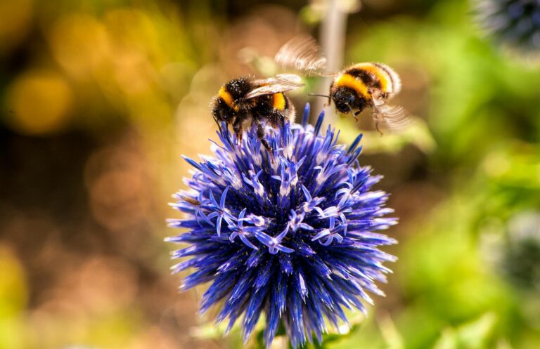 Bees pollinating colourful plants